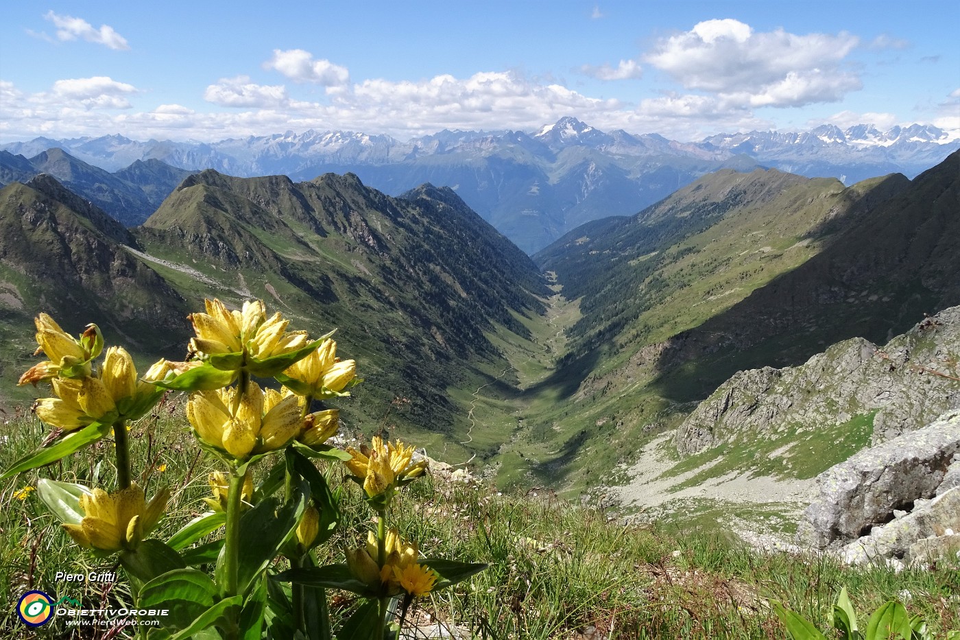 77 Genziana maggiore (Gentiana lutea) con bella vista sulla Val Cervia.JPG